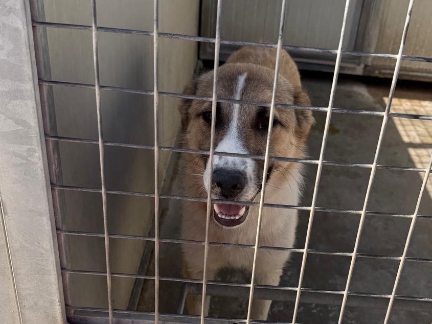 Adotta il cane Tom a Latina