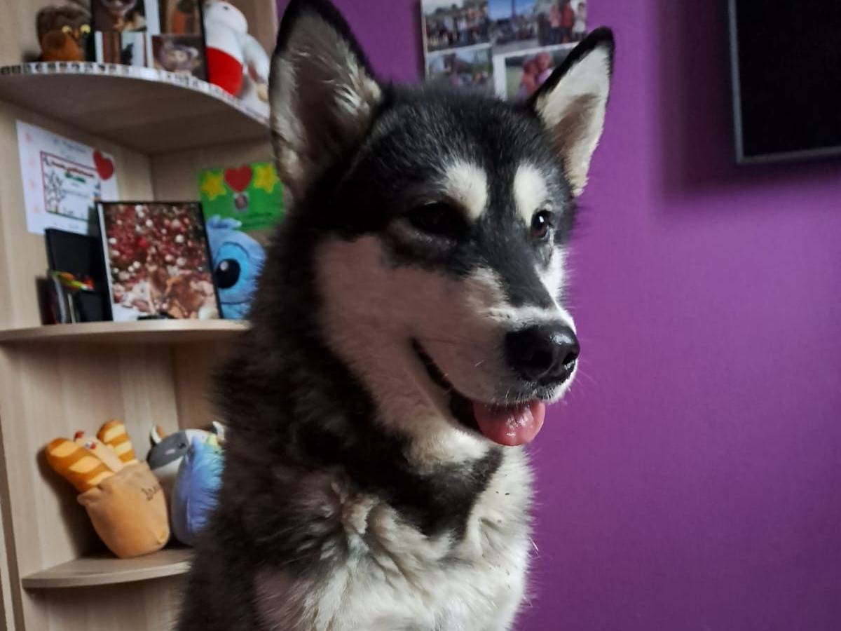 Adozione cane, maschio, Razza sconosciuta Razza sconosciuta, 3 anni, taglia media, Bologna