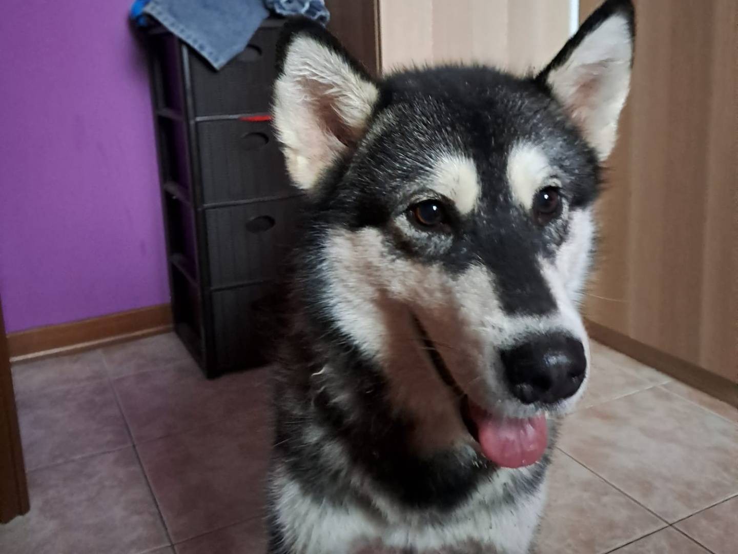 Adotta un cane, maschio, 3 anni, Bologna