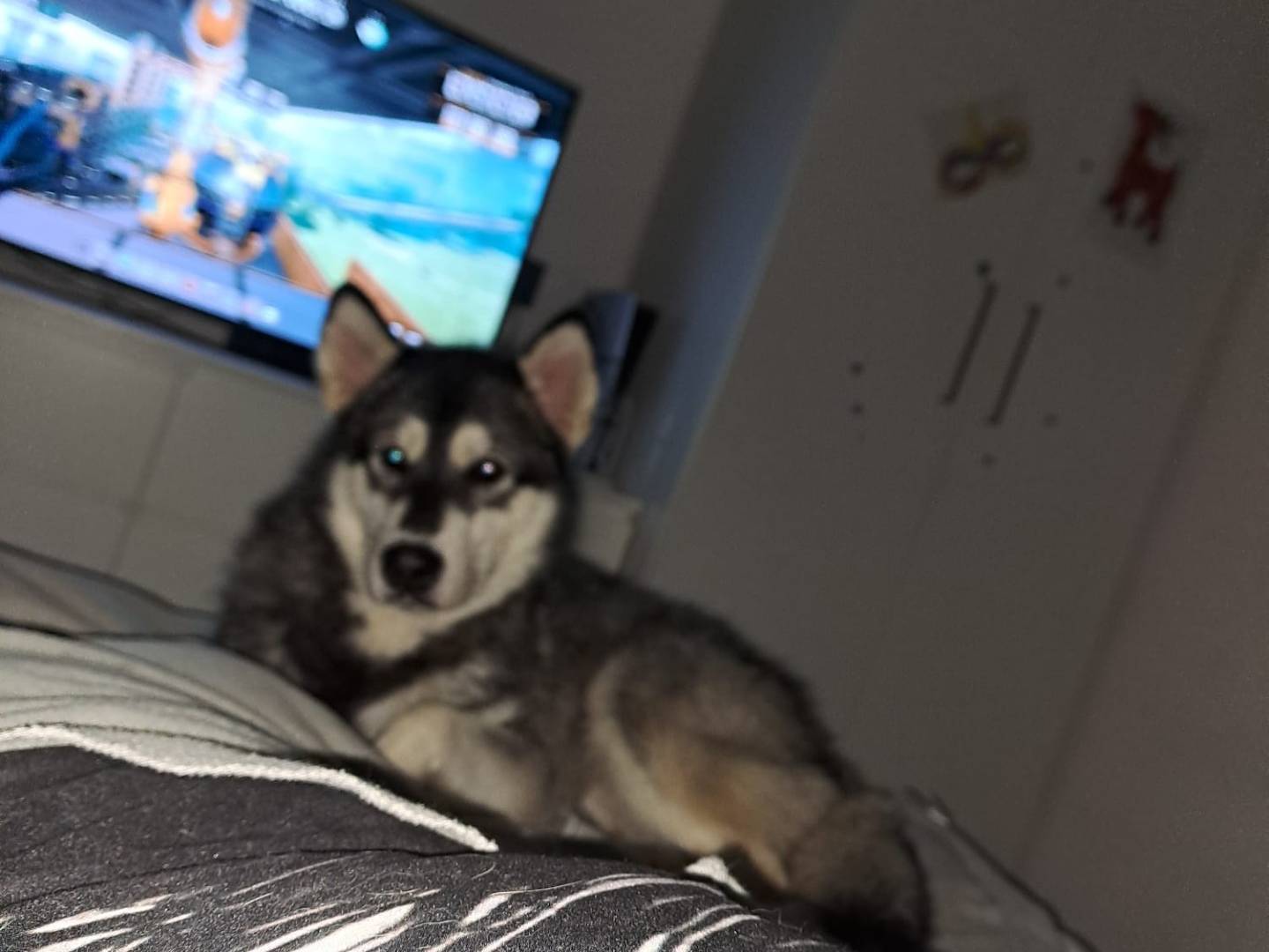 Vuoi adottare un cane a Bologna?