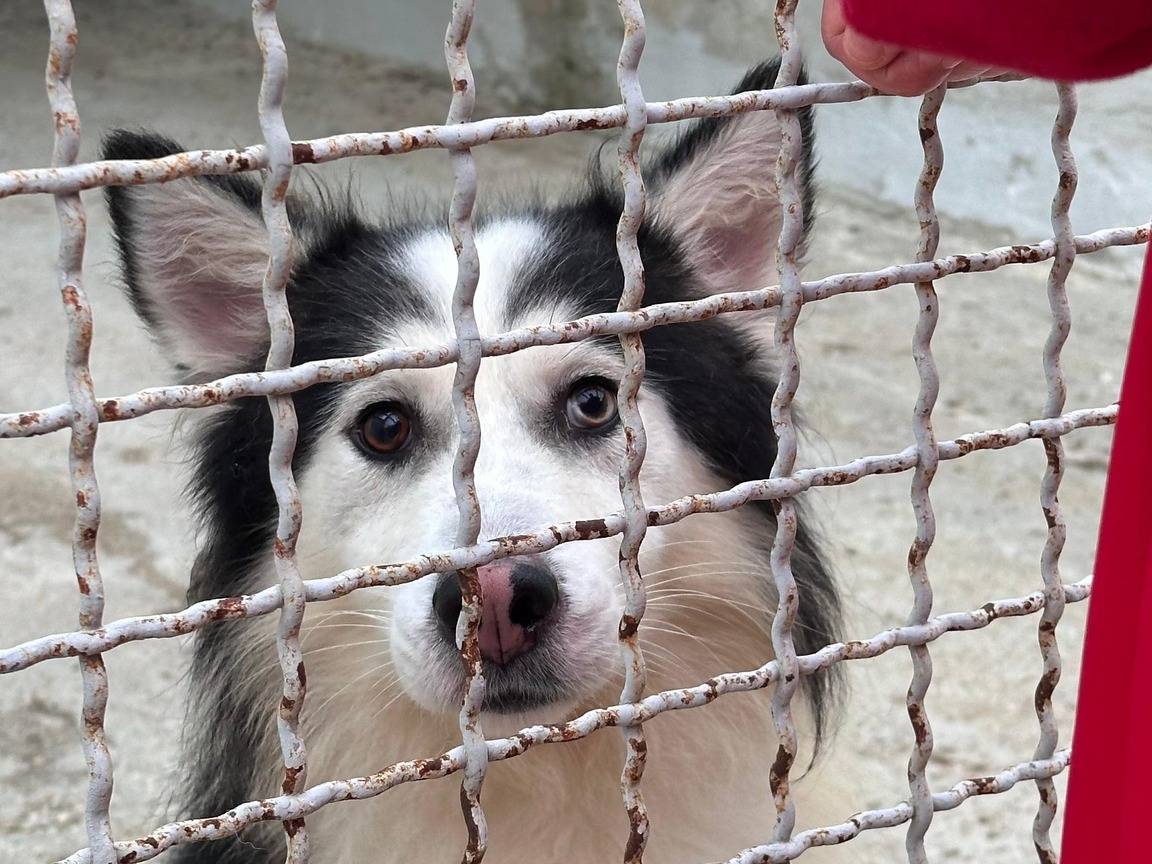 Adozione cane, maschio, Siberian Husky Razza sconosciuta, 4 anni, taglia grande, Bari