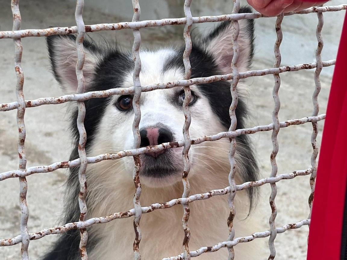 Adotta un cane, taglia grande, maschio, Bari