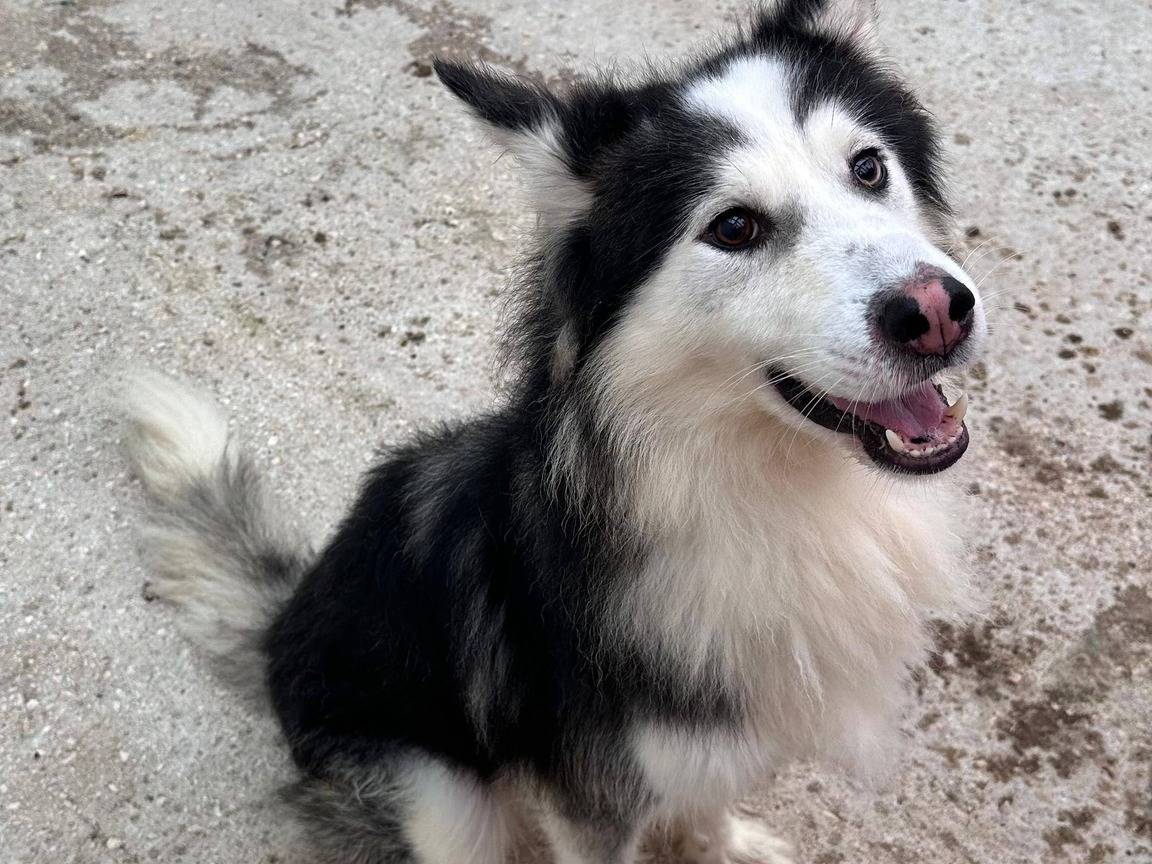 Vuoi adottare un cane a Bari?