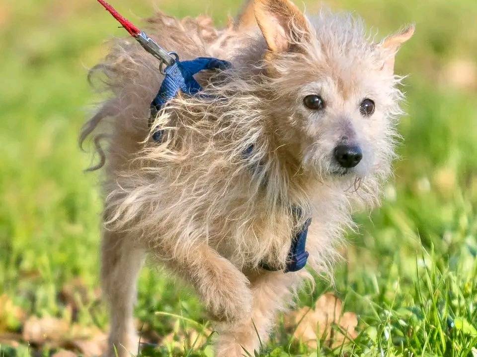 Adozione cane, maschio, Razza sconosciuta Razza sconosciuta, 9 anni, taglia piccola, Cremona