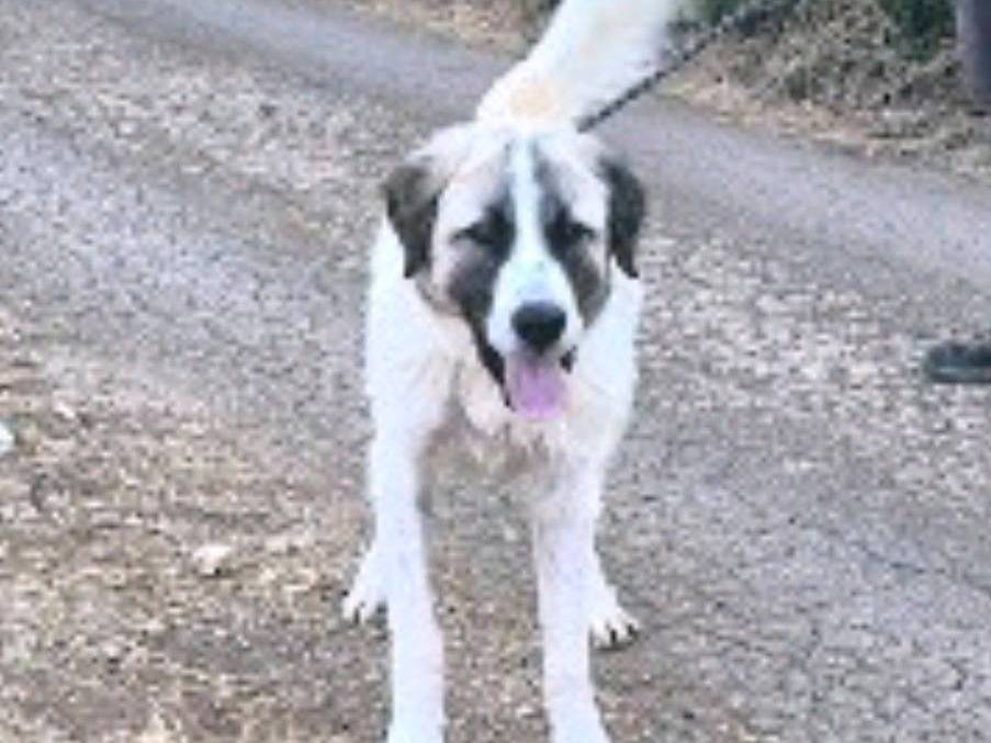 Adotta un cane, taglia grande, maschio, Bari