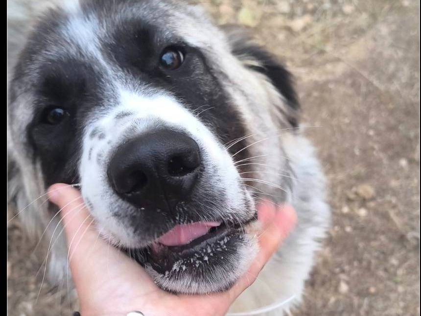 Adotta il cane Lilo a Bari