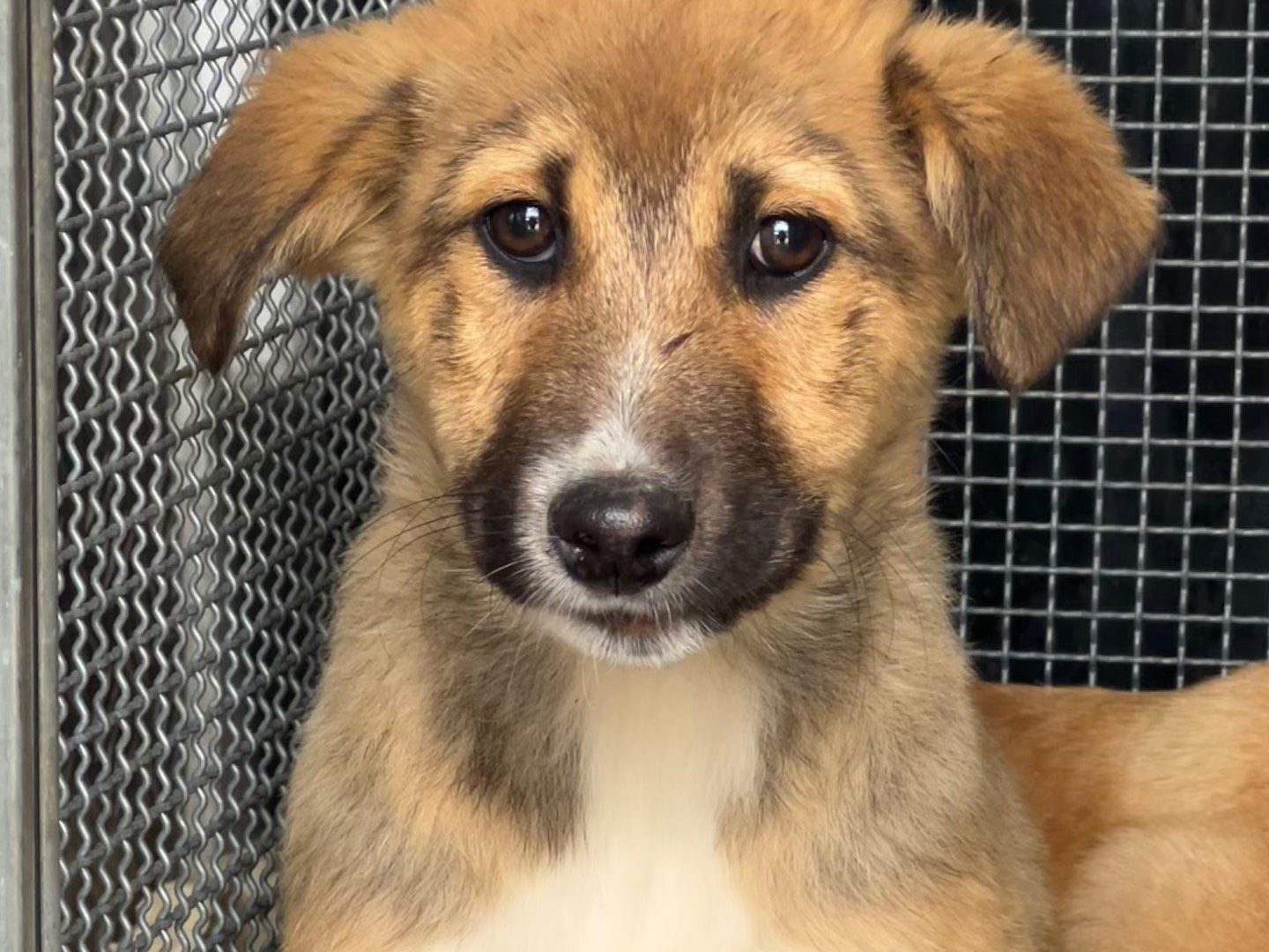 Adozione cane, maschio, Razza sconosciuta Razza sconosciuta, 4 mesi, taglia media, Enna