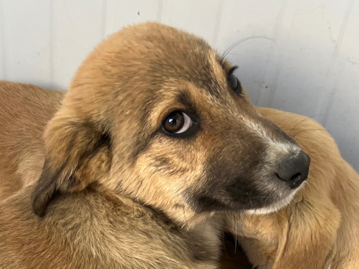 Adotta un cane, maschio, 4 mesi, Enna