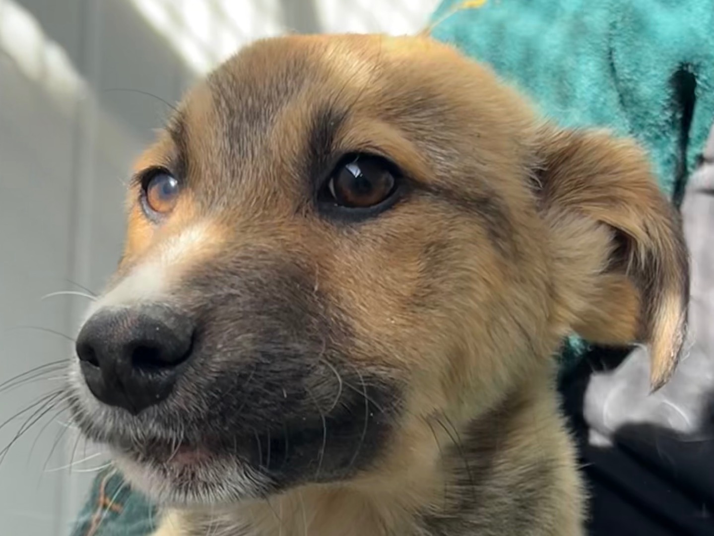 Adotta un cane, taglia media, maschio, Enna