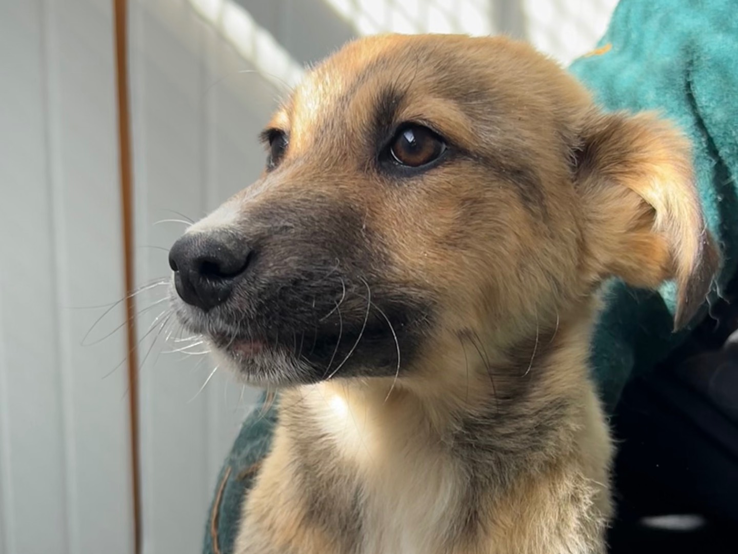 Vuoi adottare un cane a Enna?