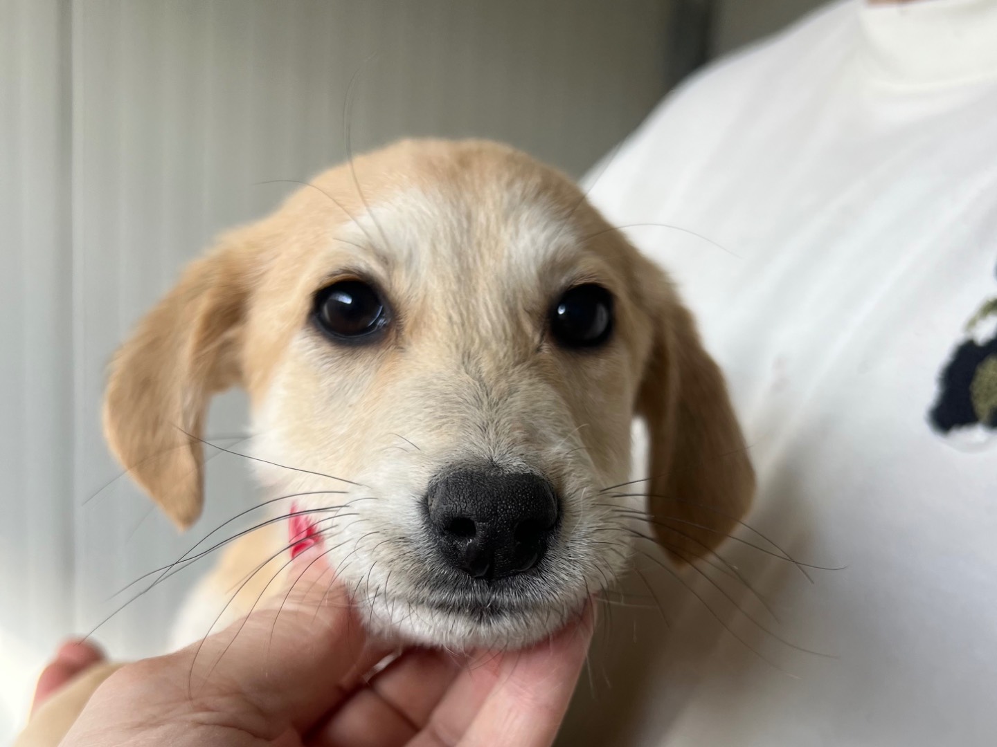 Adozione cane, femmina, Razza sconosciuta Razza sconosciuta, 4 mesi, taglia media, Enna