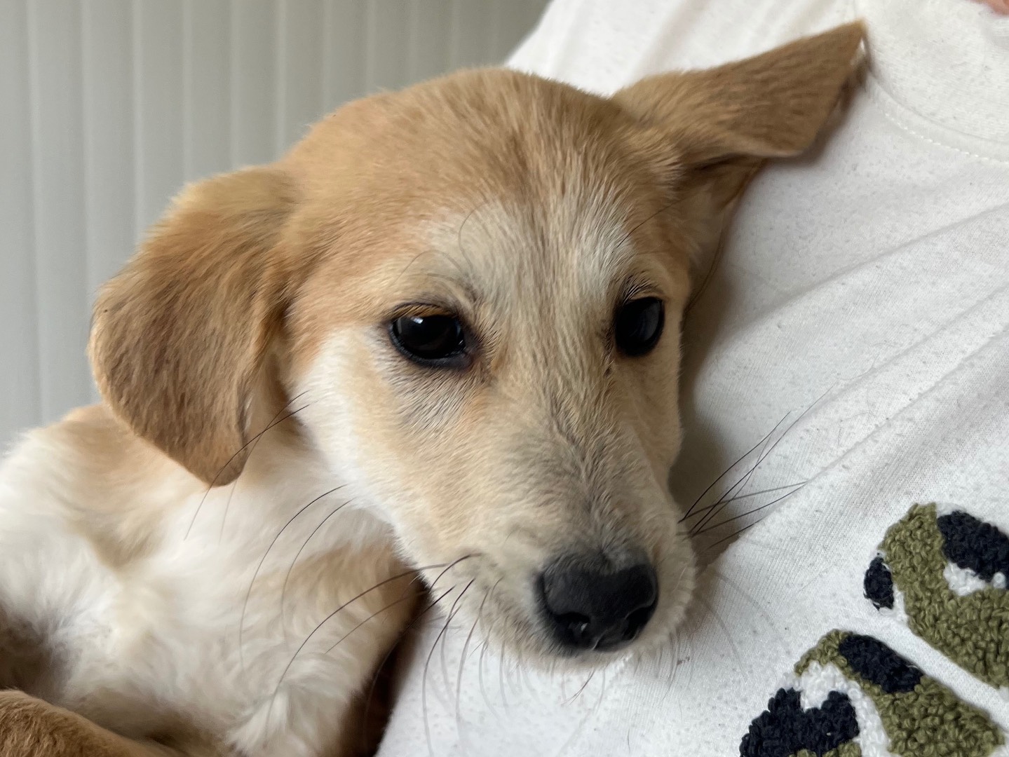 Adotta un cane, femmina, 4 mesi, Enna