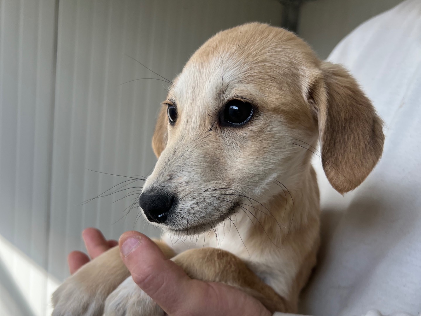 Adotta un cane, taglia media, femmina, Enna