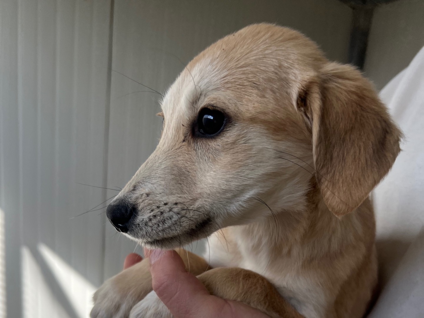 Vuoi adottare un cane a Enna?