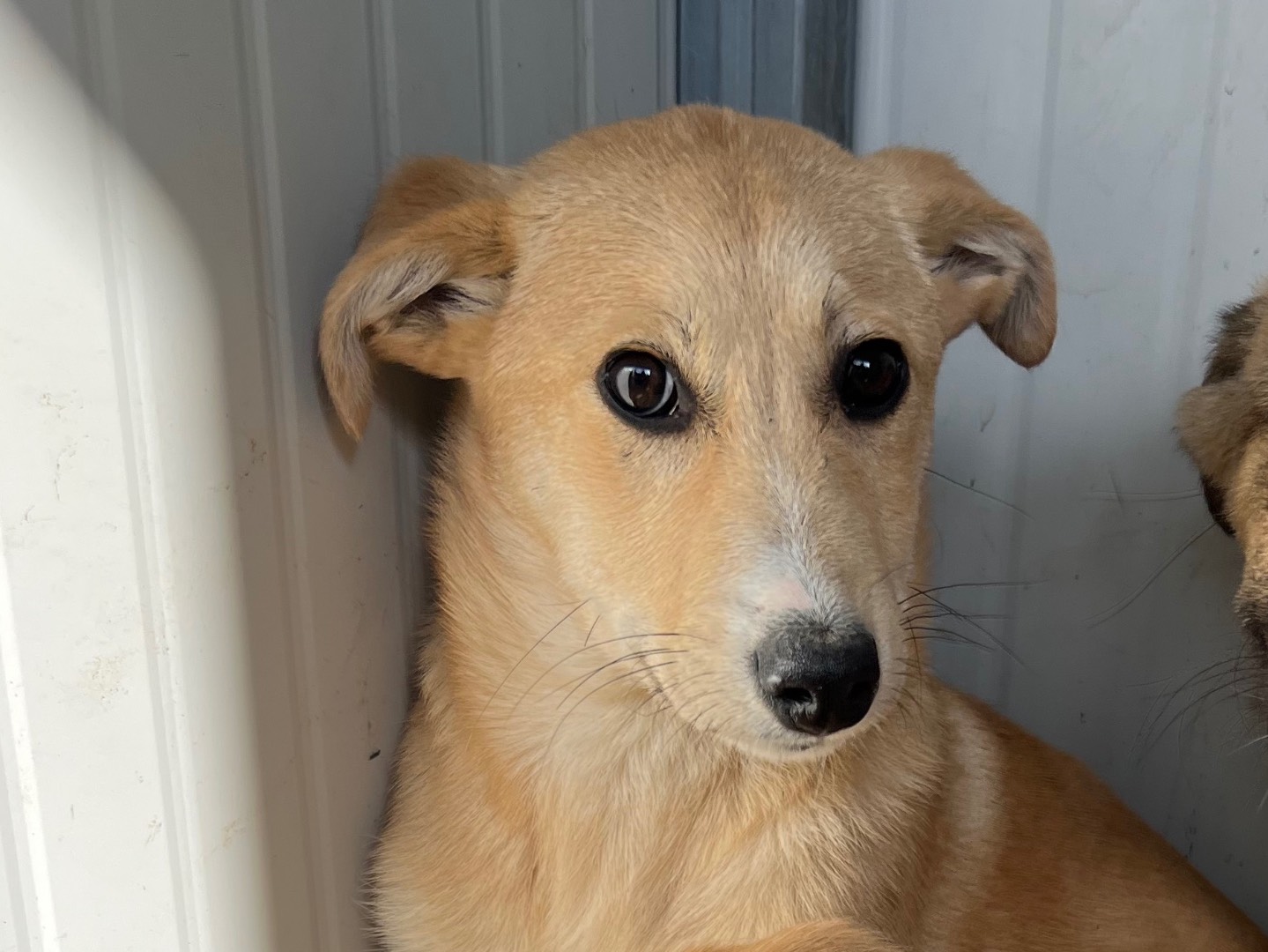 Adozione cane, femmina, Razza sconosciuta Razza sconosciuta, 4 mesi, taglia media, Enna