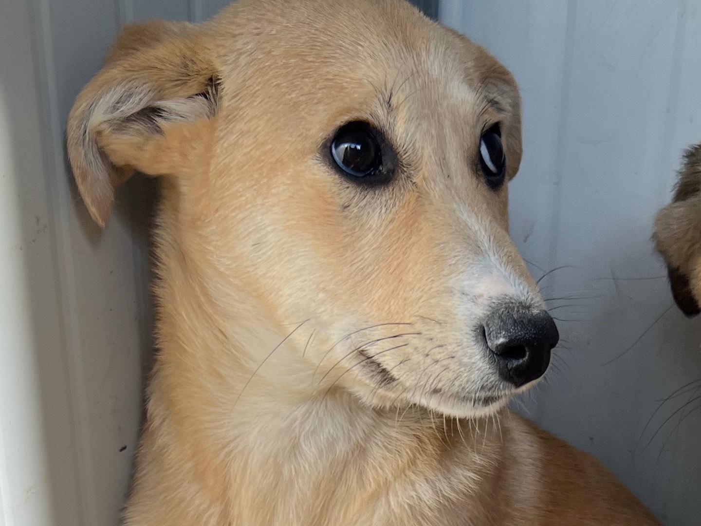 Adotta un cane, taglia media, femmina, Enna