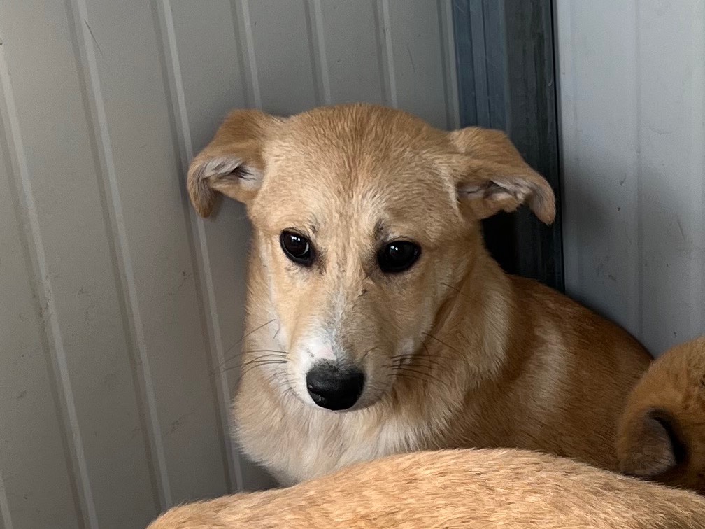 Vuoi adottare un cane a Enna?