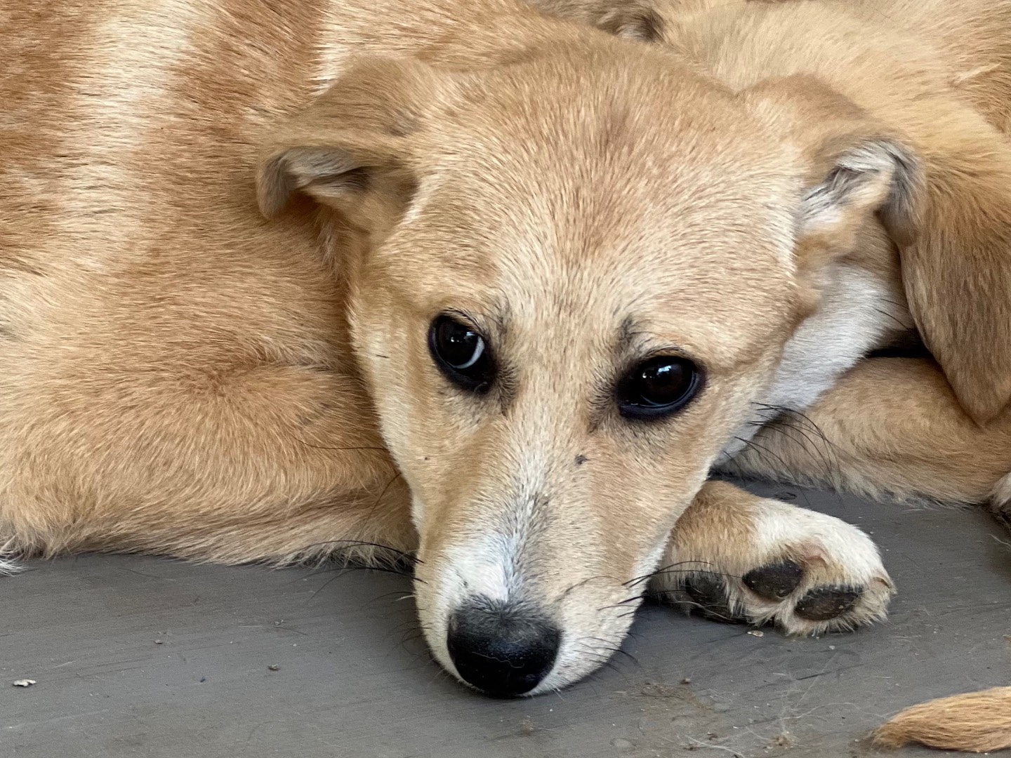 Adotta il cane Perla a Enna