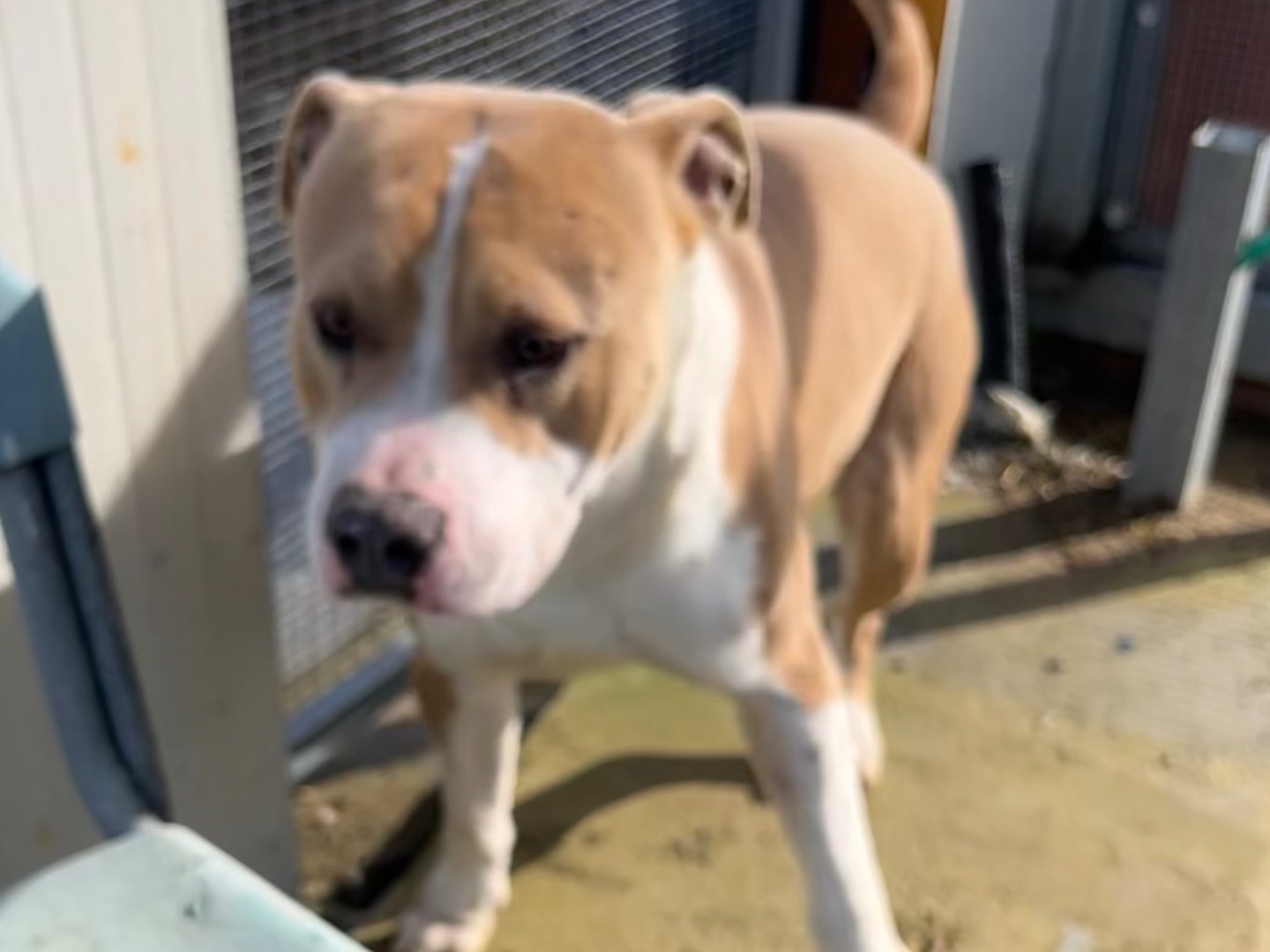 Adozione cane, maschio, American Staffordshire Terrier American Staffordshire Terrier, 6 mesi, taglia grande, Enna