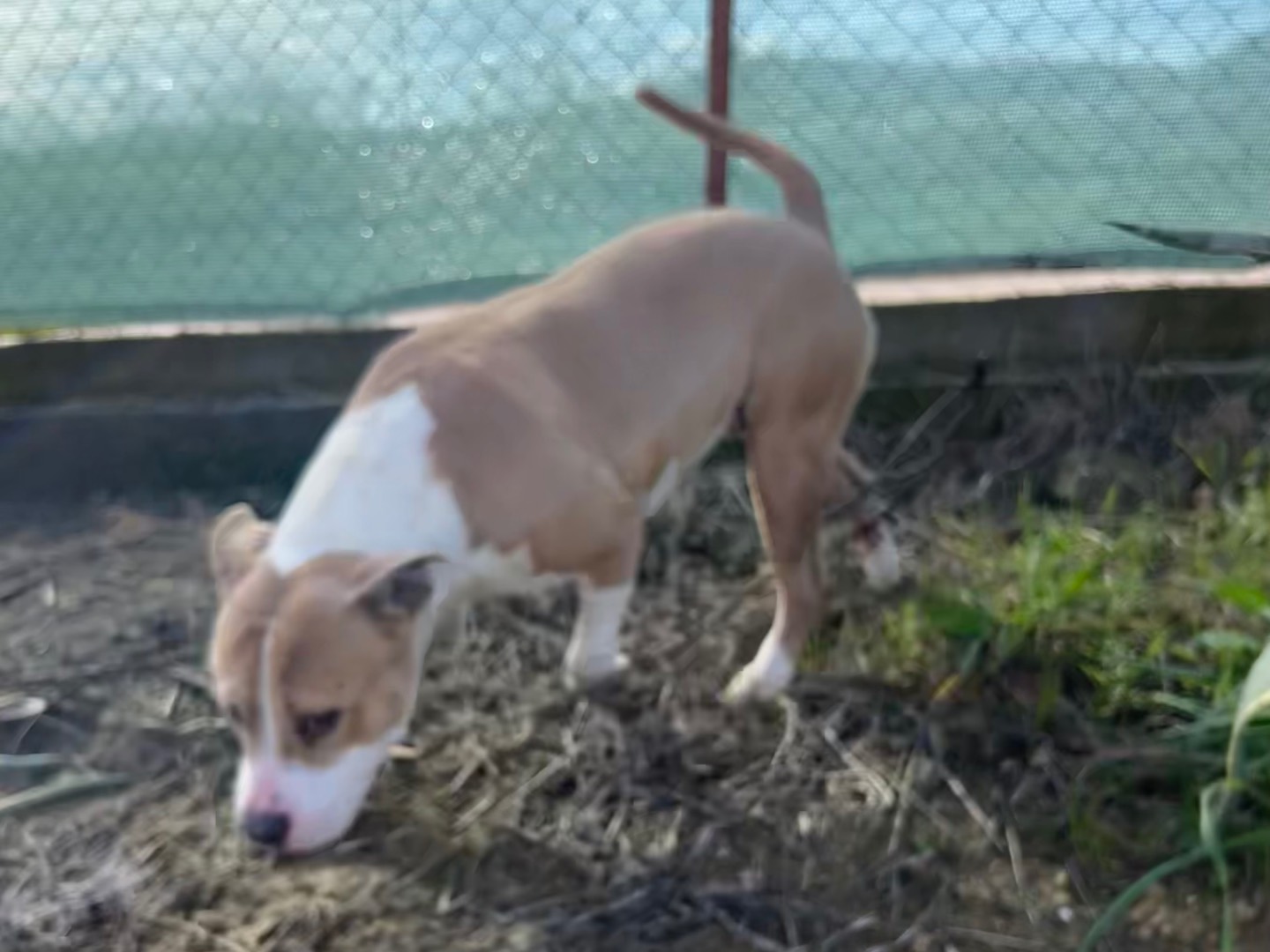 Adotta un cane, maschio, 6 mesi, Enna