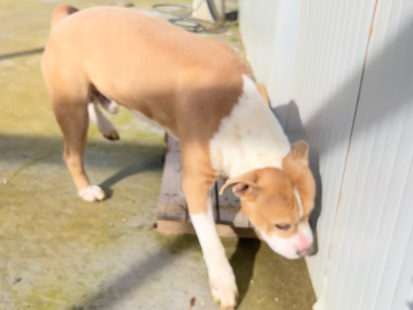 Vuoi adottare un cane a Enna?