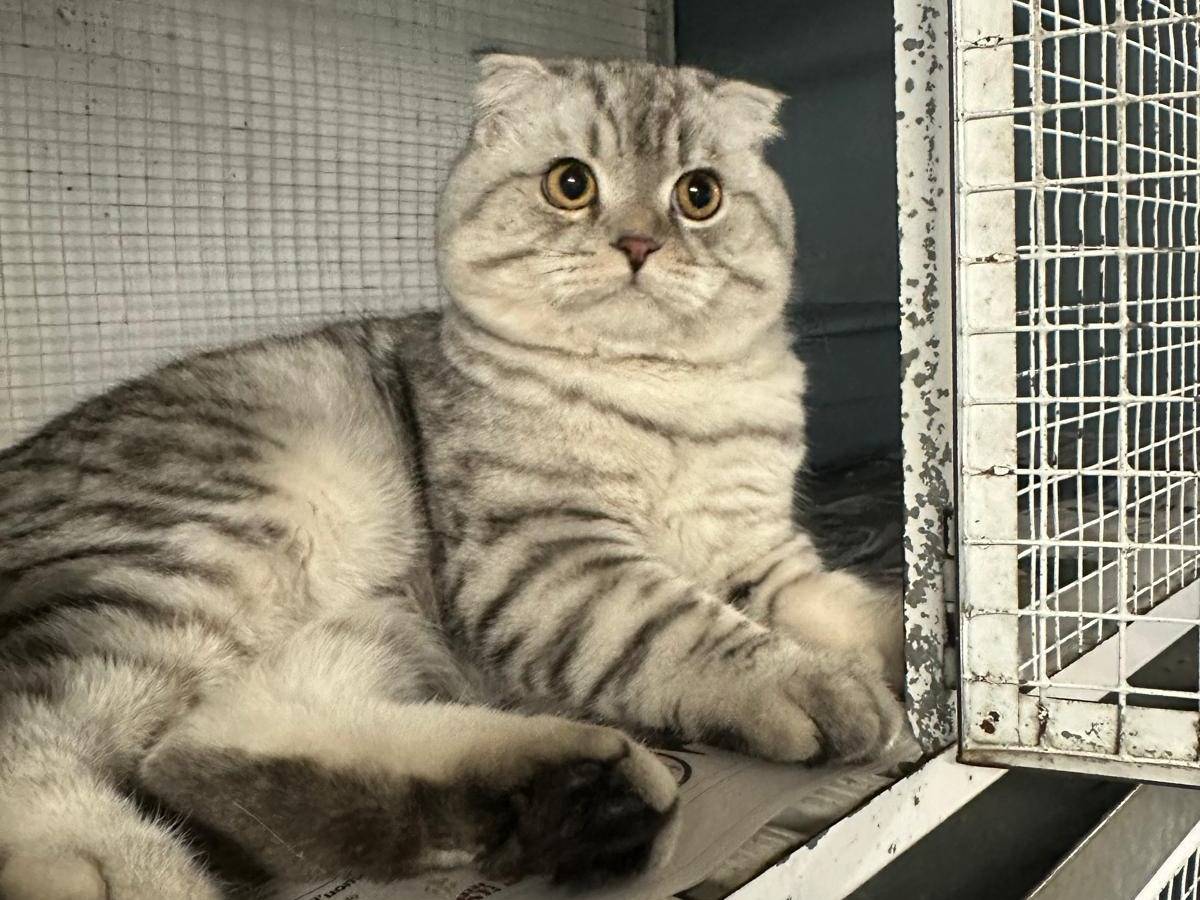 Adozione gatto, maschio, Scottish Straight  Razza sconosciuta, 8 anni e 7 mesi, taglia non valida, Milano