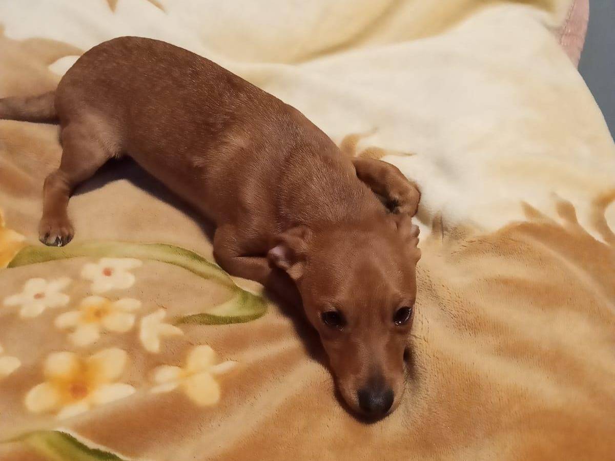 Adozione cane, maschio, Razza sconosciuta Razza sconosciuta, 3 mesi, taglia piccola, Verona