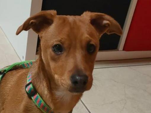 Adotta un cane, maschio, 3 mesi, Verona