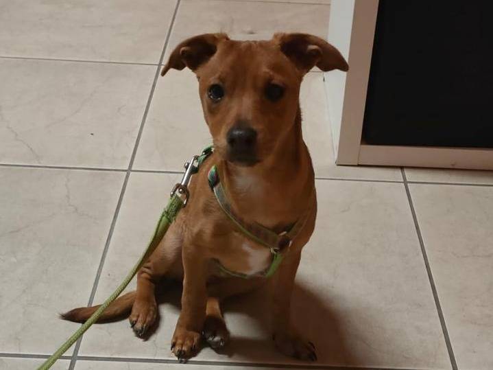 Adotta un cane, taglia piccola, maschio, Verona