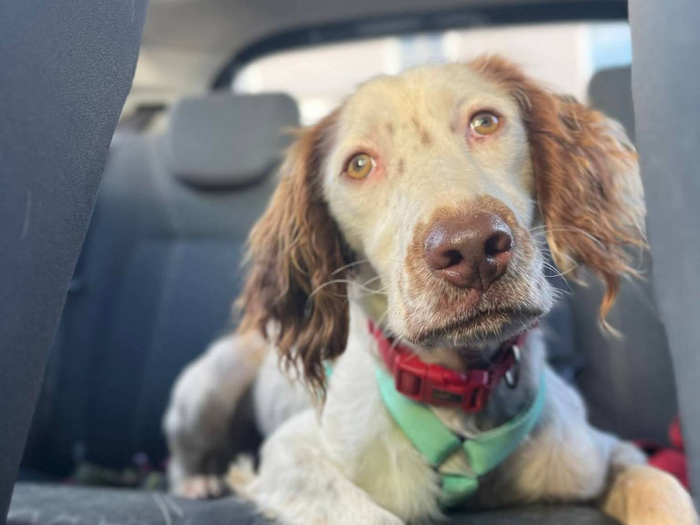 Adozione cane, maschio, Setter Inglese Razza sconosciuta, 1 anno e 3 mesi, taglia media contenuta, Latina