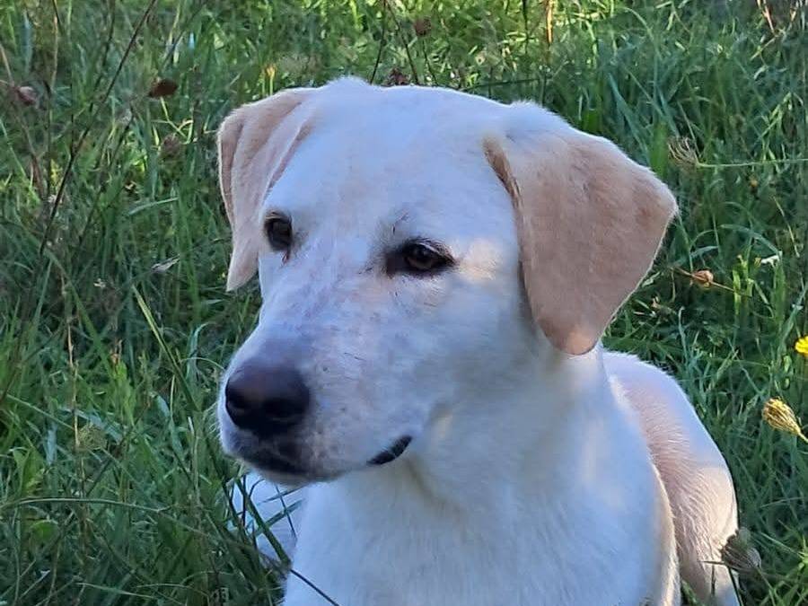 Adotta un cane, femmina, 2 anni e 11 mesi, Avellino