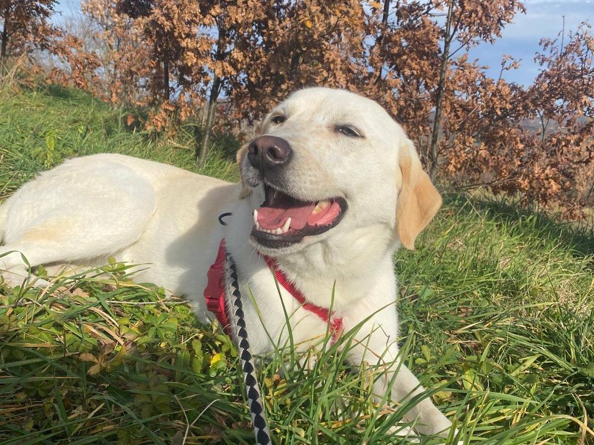 Adotta un cane, taglia grande, femmina, Avellino