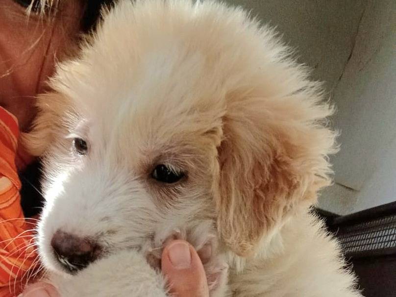 Adozione cane, femmina, Razza sconosciuta Razza sconosciuta, 1 mesi, taglia media, Caltanissetta