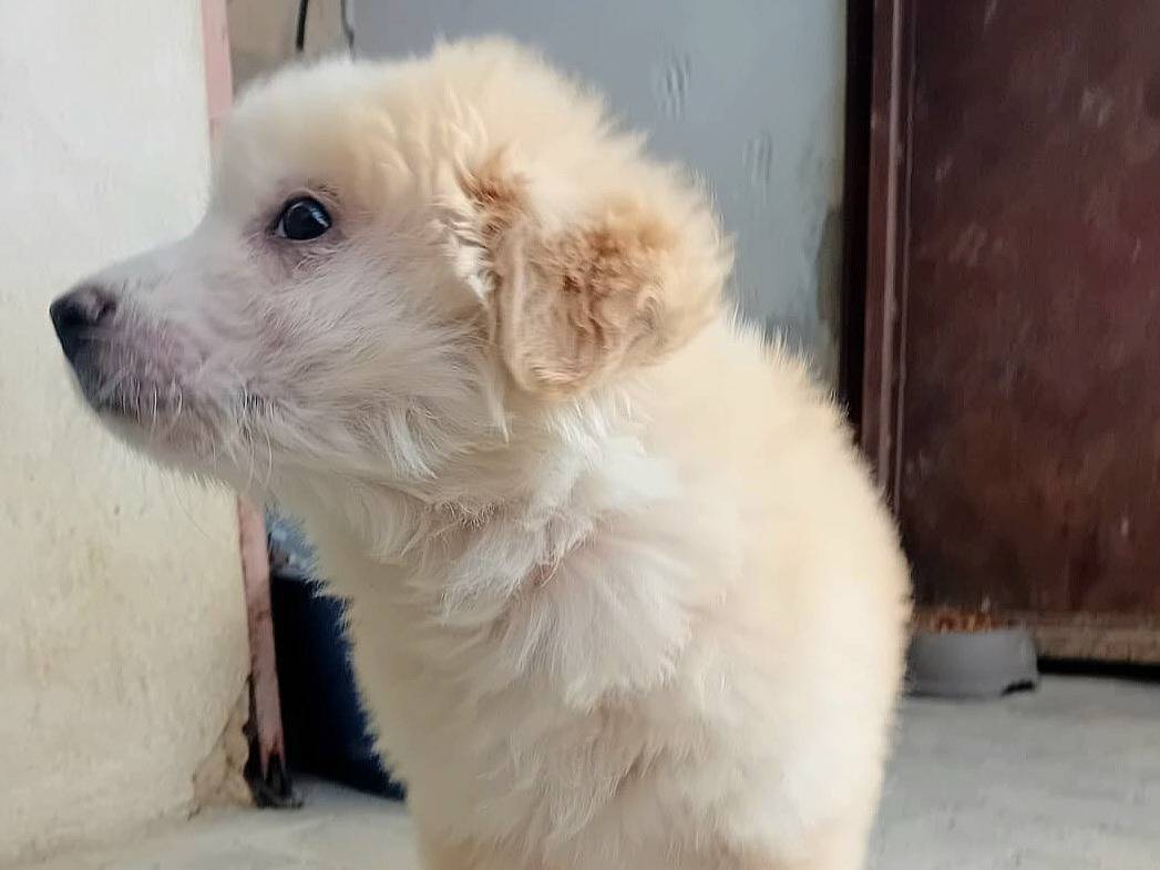 Adotta un cane, femmina, 1 mesi, Caltanissetta