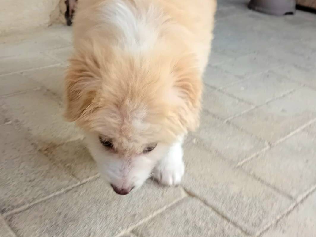 Vuoi adottare un cane a Caltanissetta?