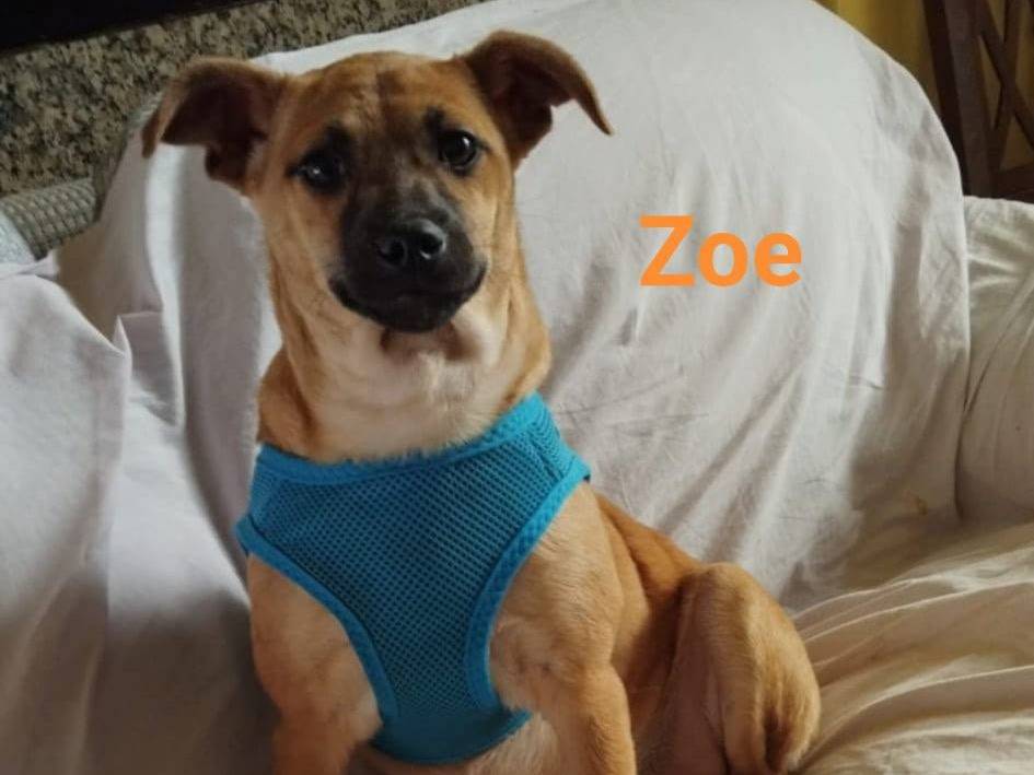 Adozione cane, femmina, Razza sconosciuta Razza sconosciuta, 5 mesi, taglia piccola, Pavia