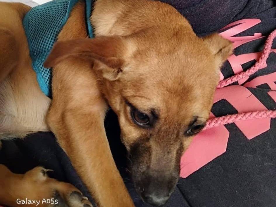 Adotta un cane, femmina, 5 mesi, Pavia