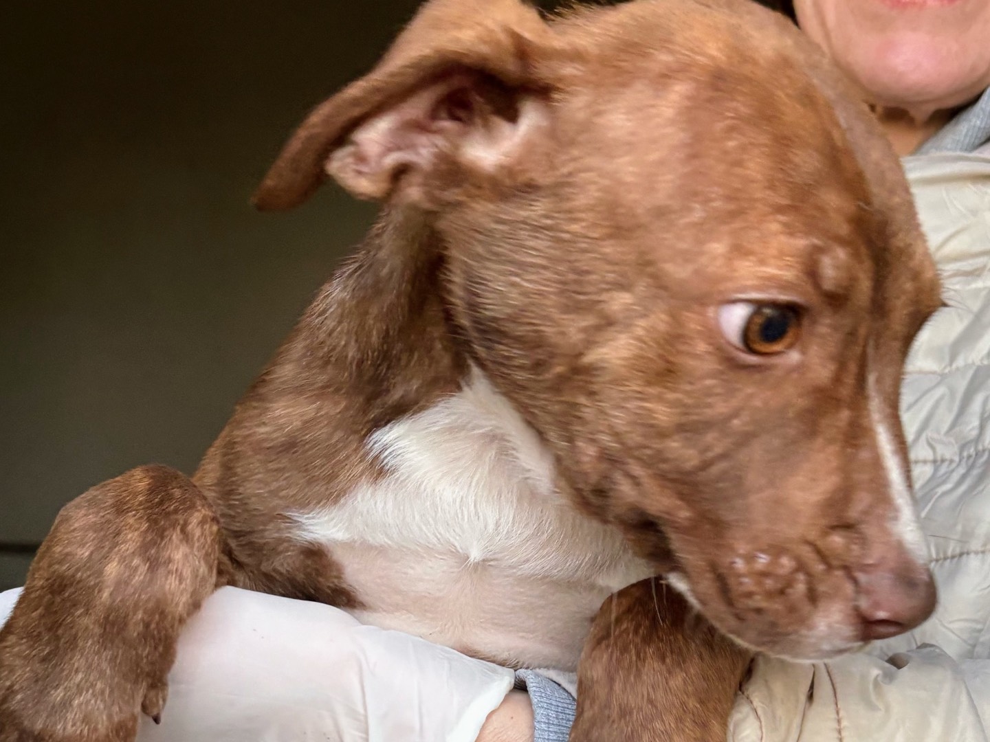 Adozione cane, maschio, Jack Russell Terrier Razza sconosciuta, 3 mesi, taglia media, Siracusa