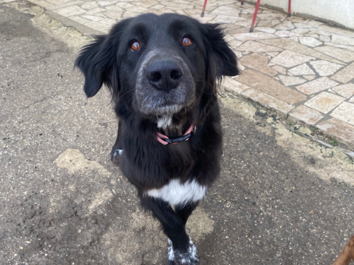 Adozione cane, femmina, Razza sconosciuta Razza sconosciuta, 3 anni e 7 mesi, taglia grande, Teramo