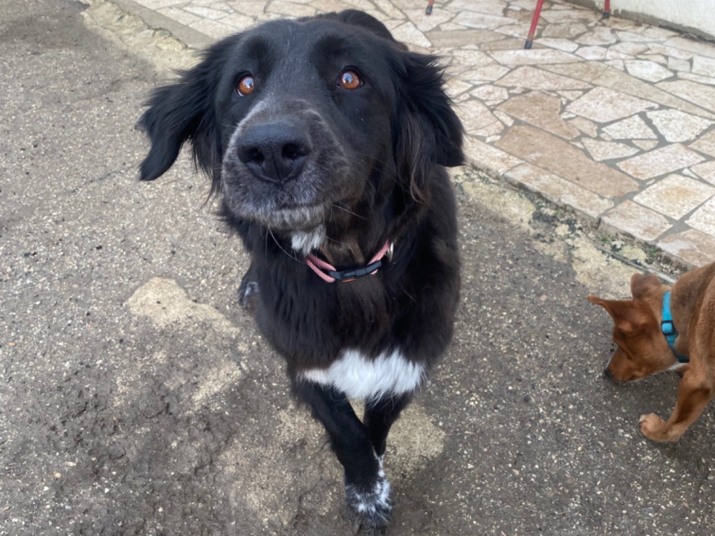 Adotta un cane, femmina, 3 anni e 7 mesi, Teramo