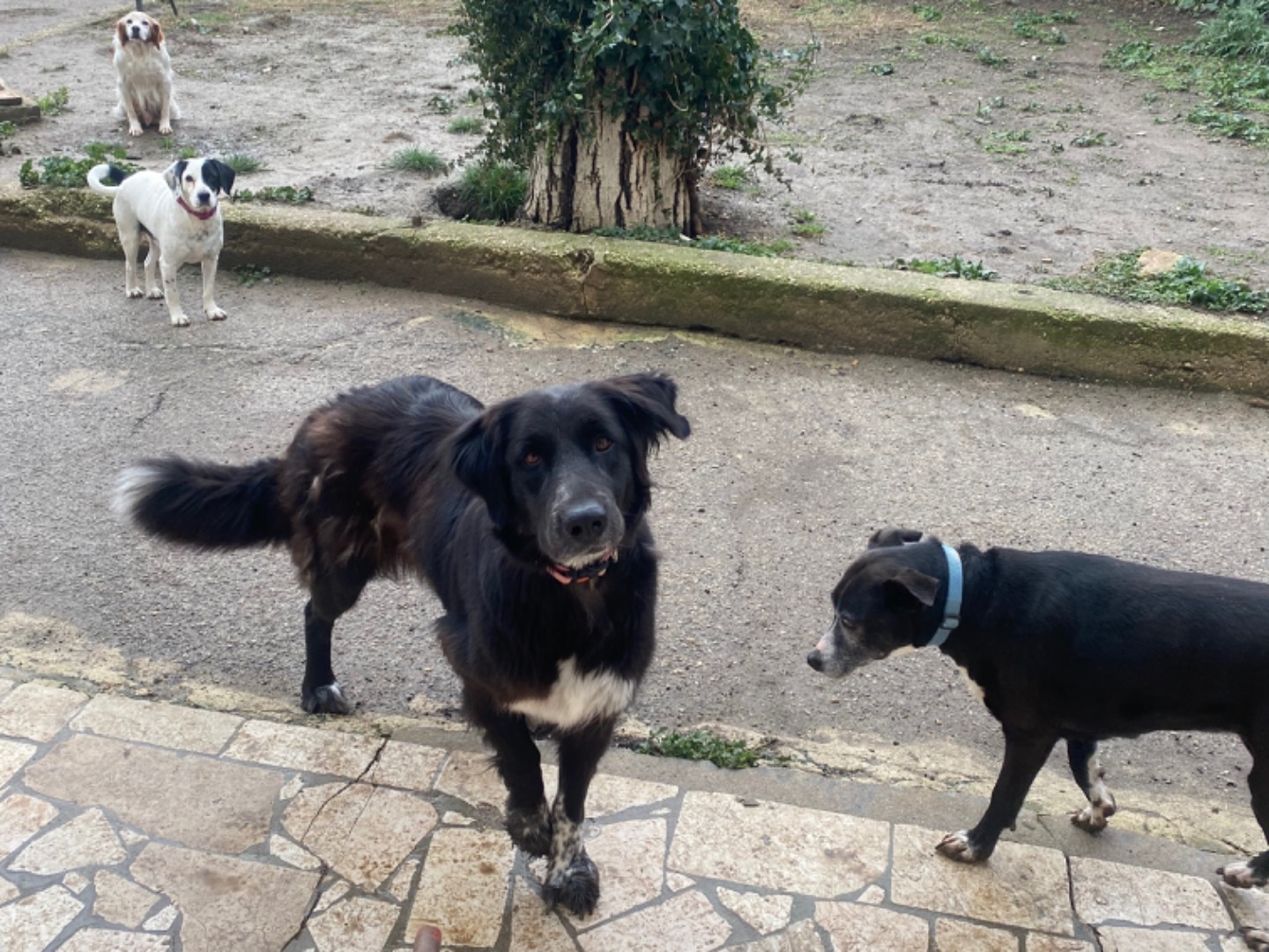 Adotta il cane Xena a Teramo