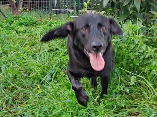 Adotta un cane, taglia media, maschio, Latina