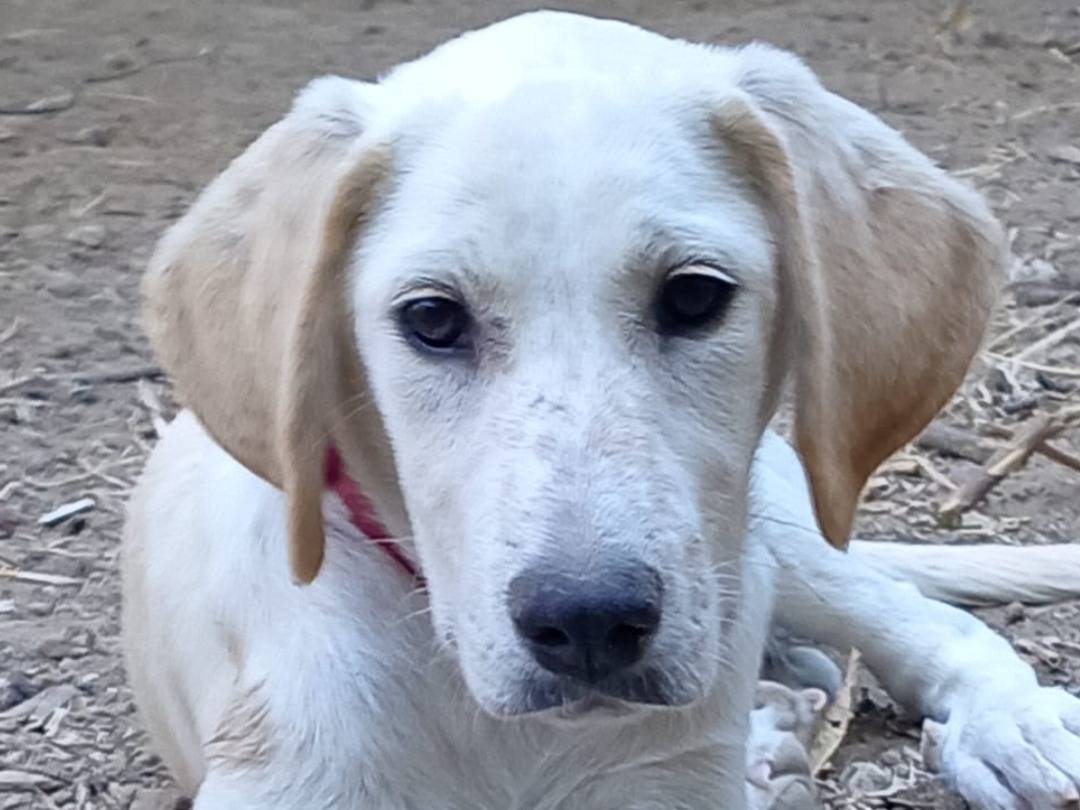 Adozione cane, maschio, Razza sconosciuta Razza sconosciuta, 8 mesi, taglia media, Ragusa