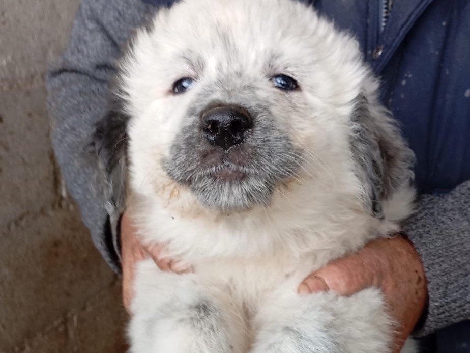 Adozione cane, femmina, Razza sconosciuta Razza sconosciuta, 2 mesi, taglia grande, Avellino