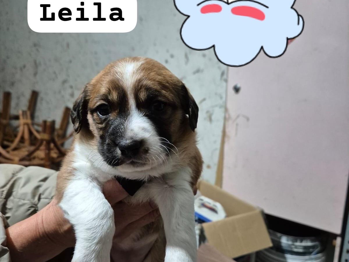 Adozione cane, femmina, Razza sconosciuta Razza sconosciuta, 1 mesi, taglia media contenuta, Avellino