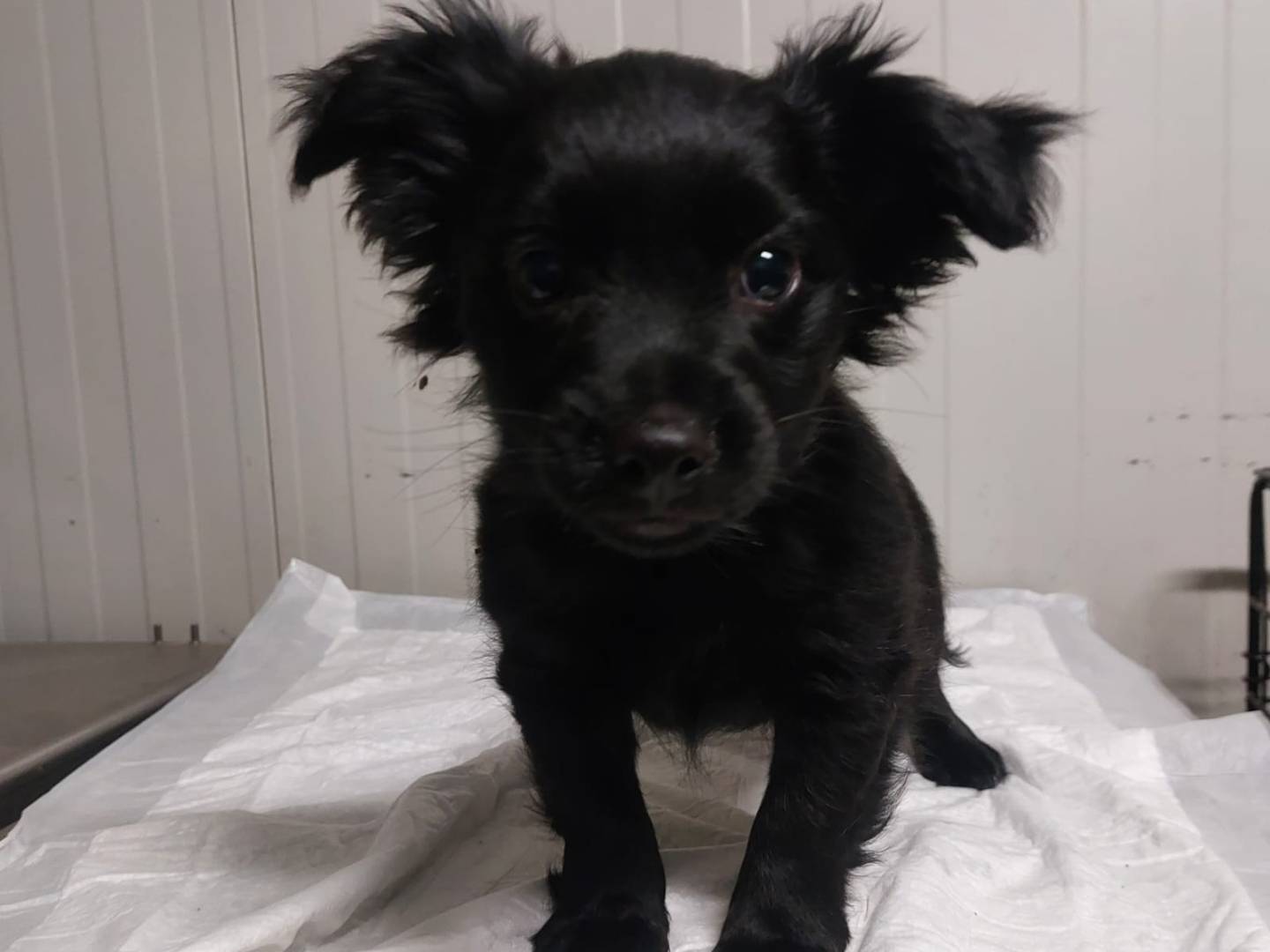 Adozione cane, maschio, Razza sconosciuta Razza sconosciuta, 2 mesi, taglia piccola, Varese