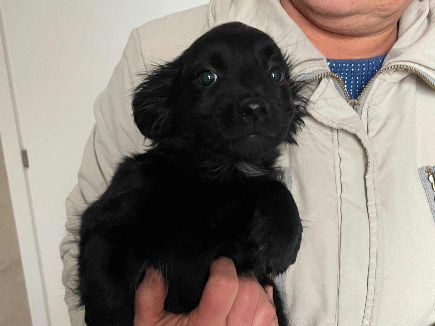 Adotta un cane, maschio, 2 mesi, Varese