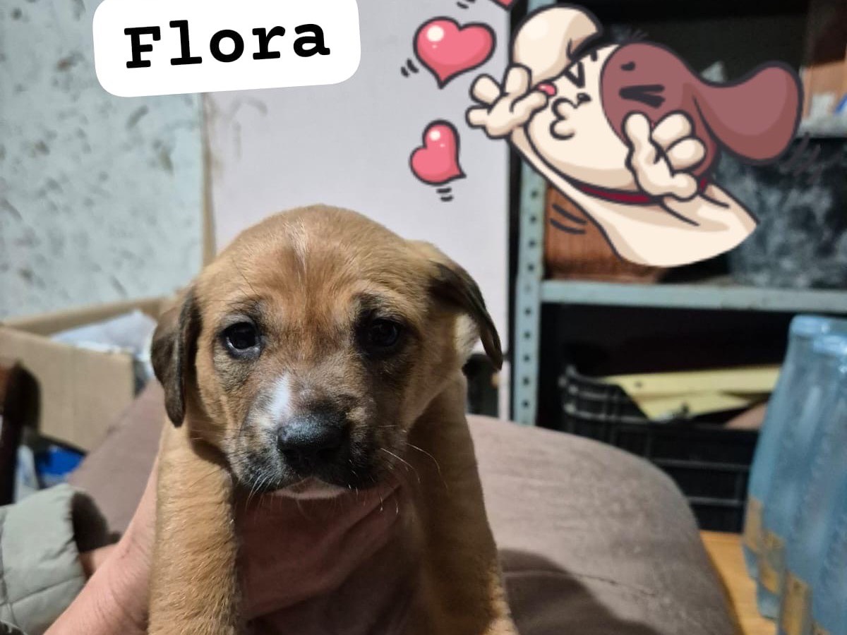 Adozione cane, femmina, Razza sconosciuta Razza sconosciuta, 1 mesi, taglia media contenuta, Avellino