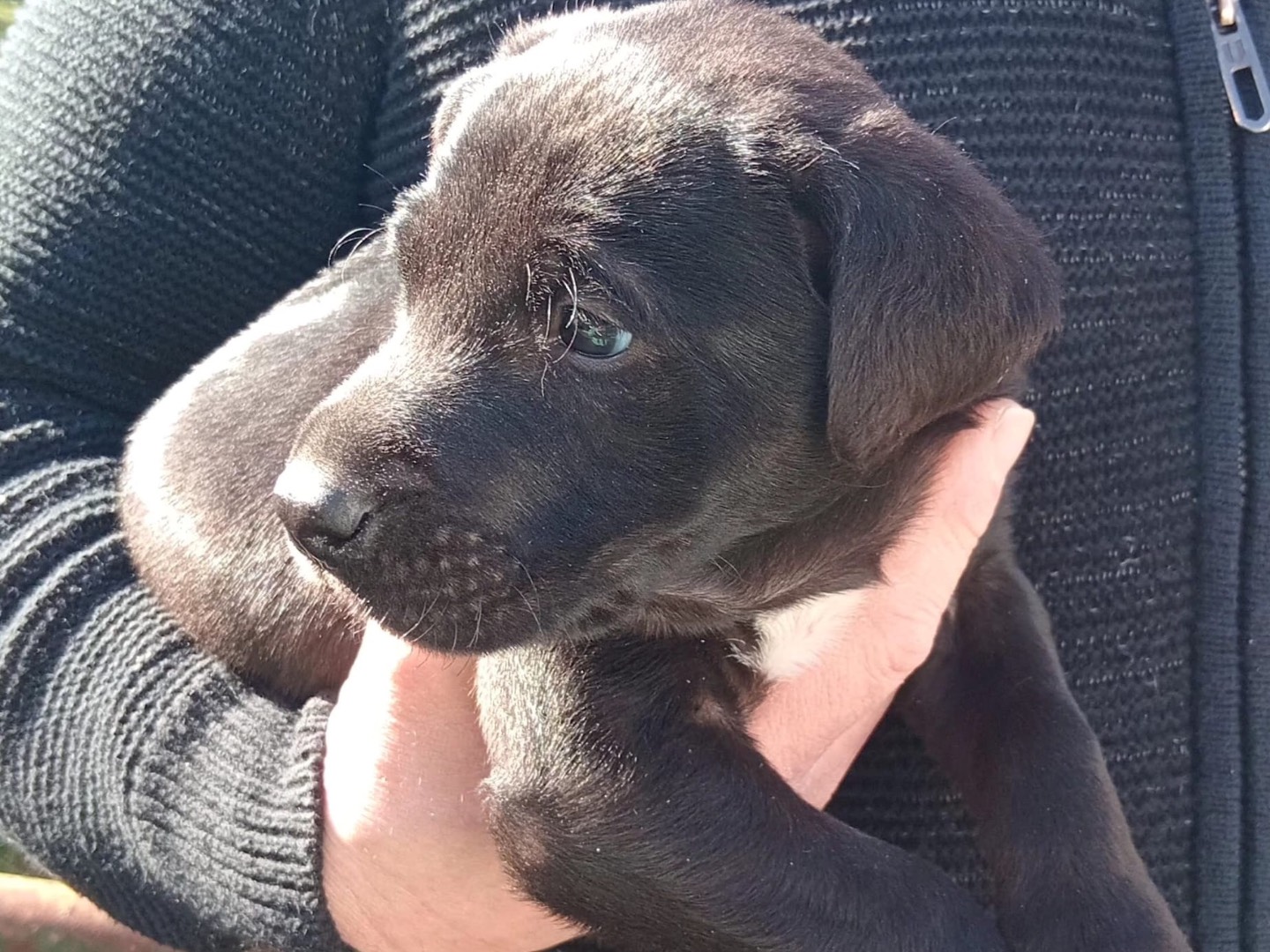 Adozione cane, maschio, Razza sconosciuta Razza sconosciuta, 1 mesi, taglia media, Roma