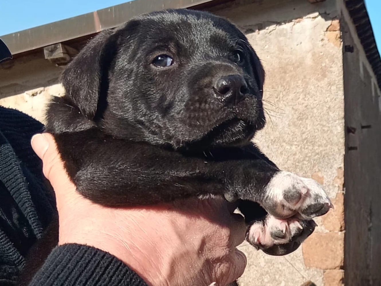 Adotta un cane, taglia media, maschio, Roma